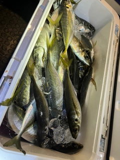 マアジの釣果