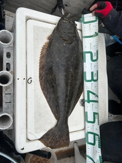 ヒラメの釣果