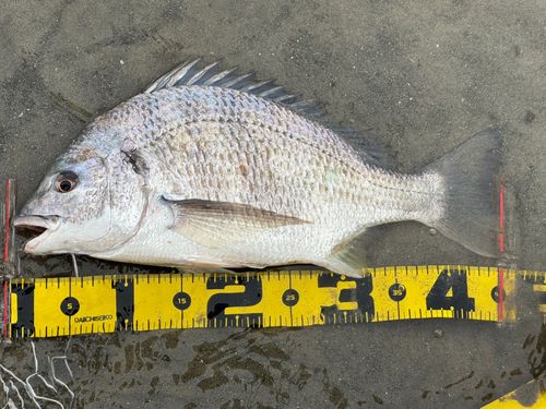 キビレの釣果
