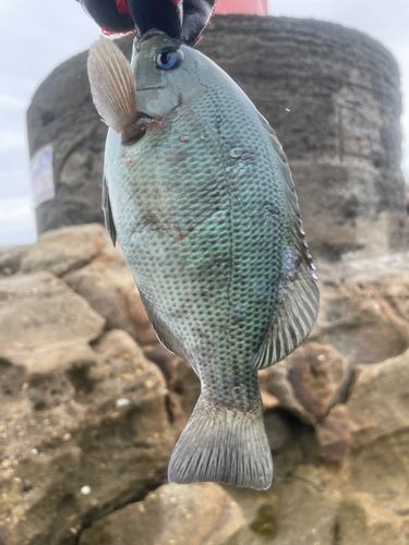 グレの釣果