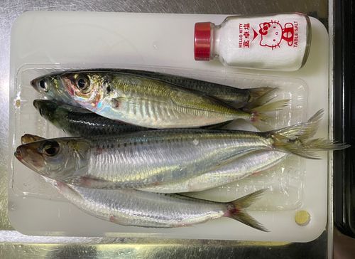 マイワシの釣果