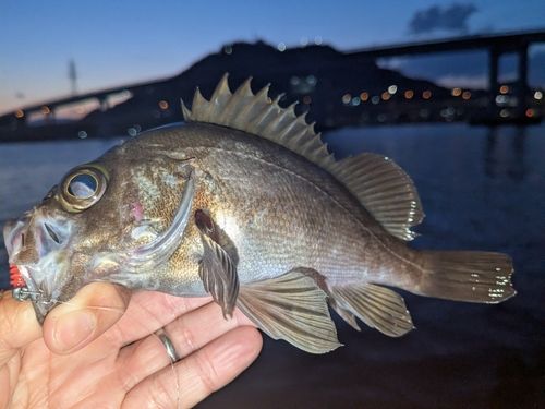 メバルの釣果