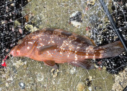 キジハタの釣果