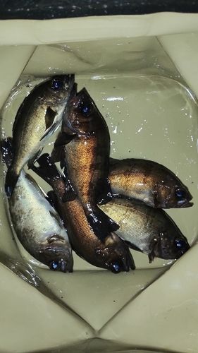 メバルの釣果