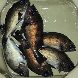メバル