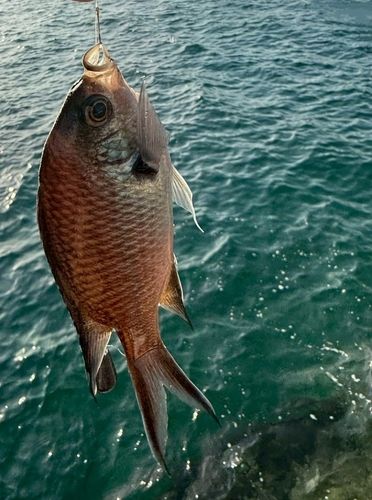 スズメダイの釣果