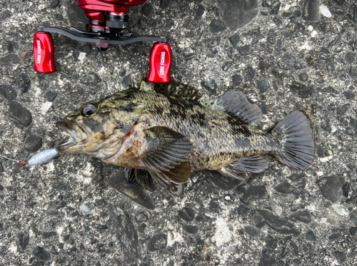 ムラソイの釣果 - アングラーズ | 釣果600万件の魚釣り情報サイト ムラソイの釣果 - アングラーズ | 釣果600万件の魚釣り情報サイト