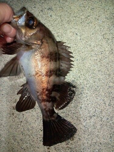 メバルの釣果