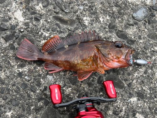 カサゴの釣果