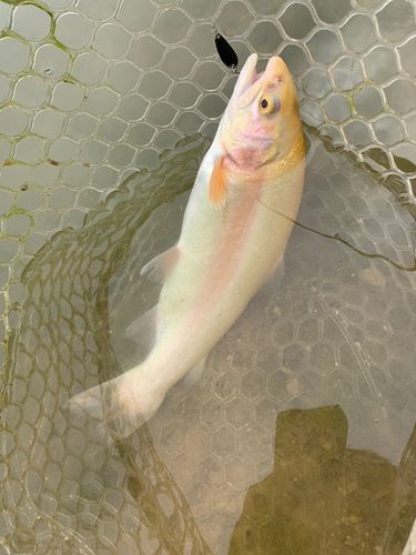 アルビノニジマスの釣果