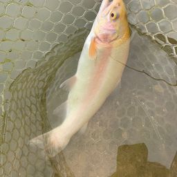 アルビノニジマス