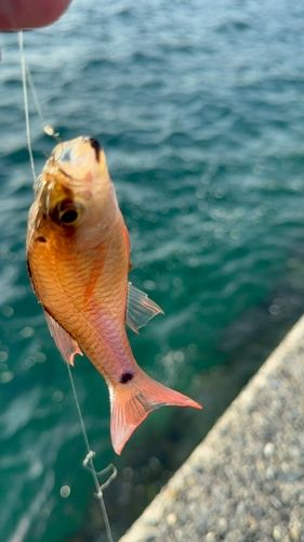 ネンブツダイの釣果