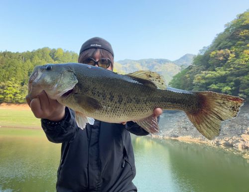 ブラックバスの釣果