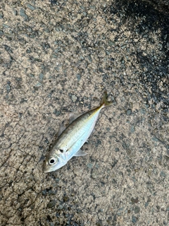 マアジの釣果