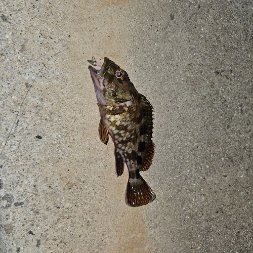 ガシラの釣果