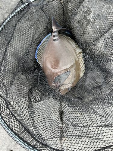 ニザダイの釣果