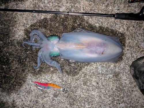アオリイカの釣果