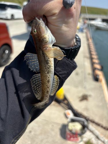 マハゼの釣果