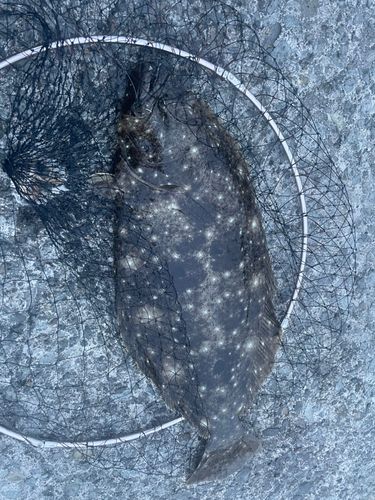 ヒラメの釣果