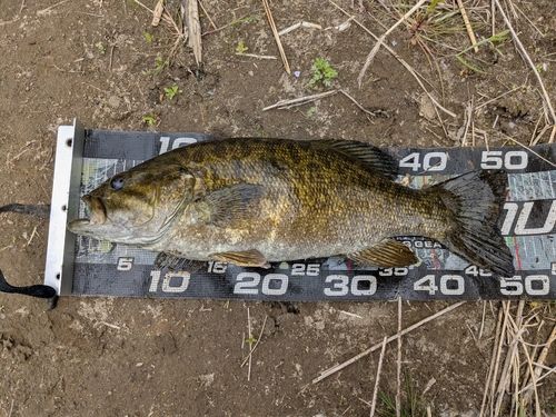 スモールマウスバスの釣果
