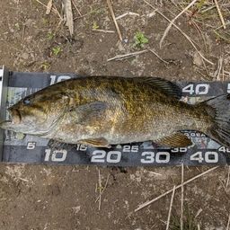 スモールマウスバス