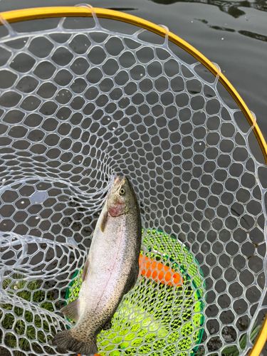 ニジマスの釣果