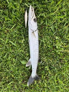 カマスの釣果