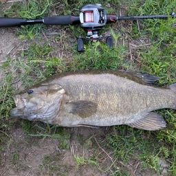 スモールマウスバス