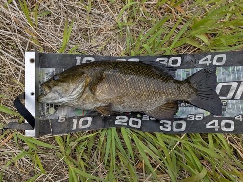 スモールマウスバスの釣果