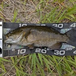 スモールマウスバス