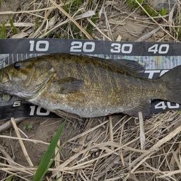 スモールマウスバス