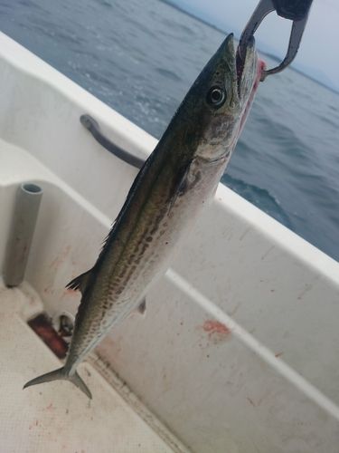 サゴシの釣果