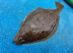 カレイの釣果