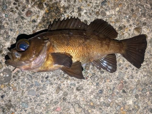 メバルの釣果
