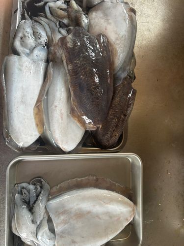 コウイカの釣果