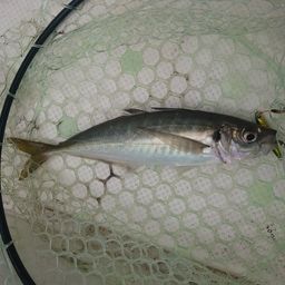 アジ