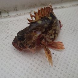 カサゴ
