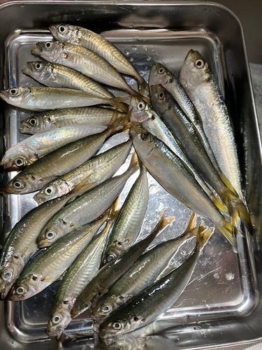 アジの釣果