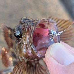 カサゴ