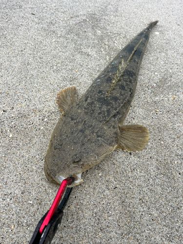 マゴチの釣果