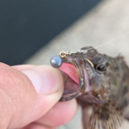 カサゴ