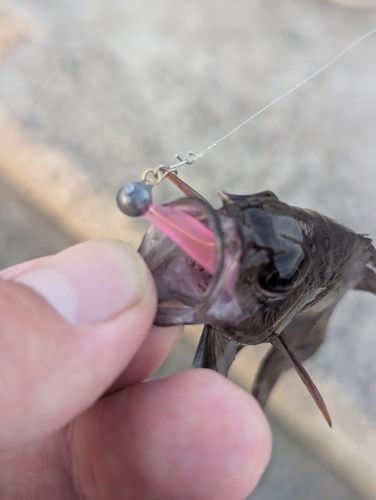 イシモチの釣果