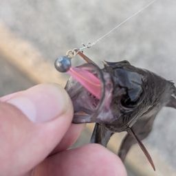 イシモチ