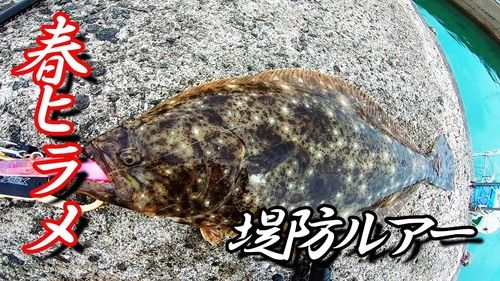 ヒラメの釣果