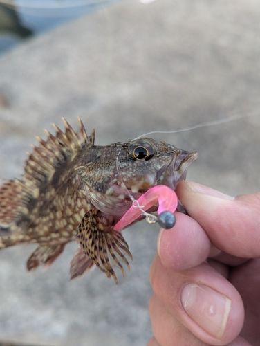 アラカブの釣果