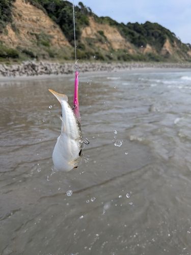 釣果