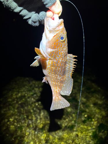 キジハタの釣果