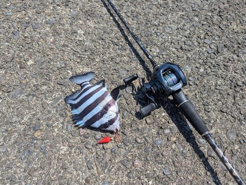 アカハタの釣果