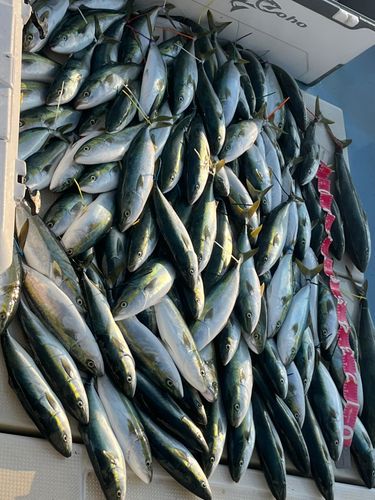 ハマチの釣果