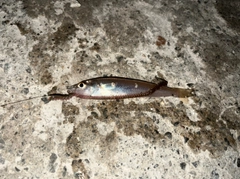 キスの釣果